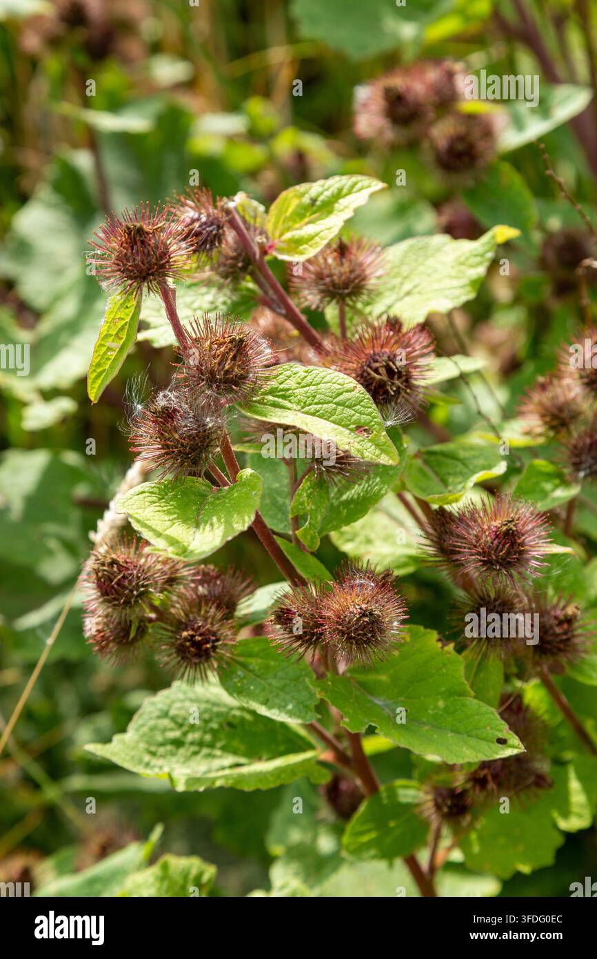 La bardana minore (Arctium minus) ha delle spine rotonde, simili a globi, con punte uncinate che si attaccano facilmente ai vestiti e al pelo degli animali Foto Stock