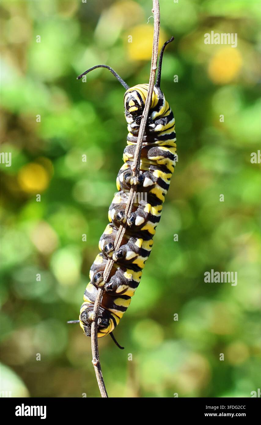 Crisalide di farfalla monarca che si arrampica su un ramo sottile, vista frontale Foto Stock