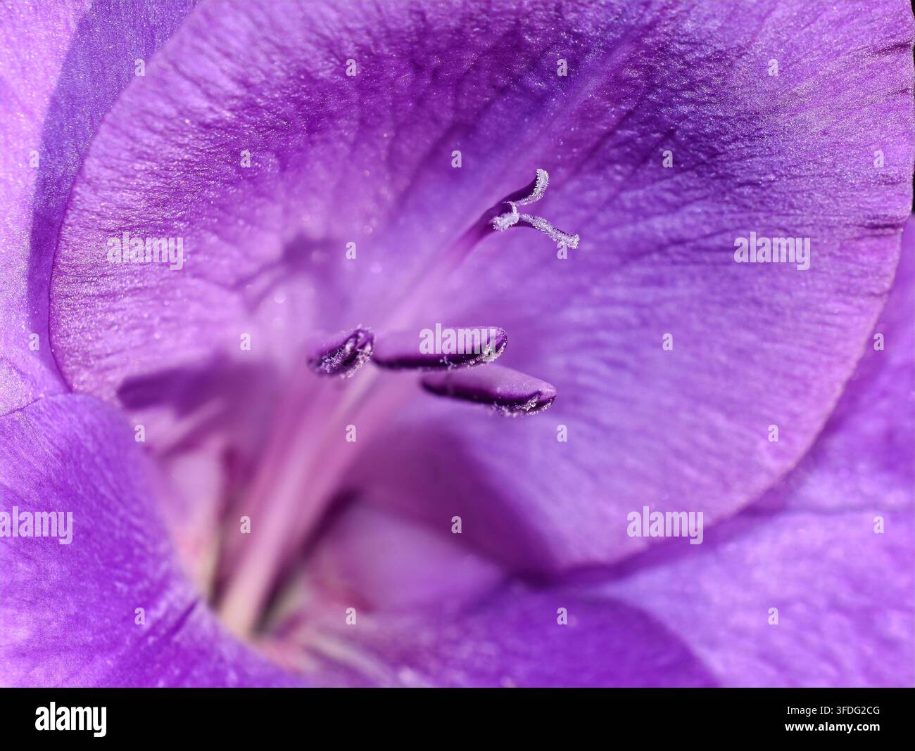 Macro primo piano del pistillo e degli stami all'interno di un fiore di glaciola viola Foto Stock