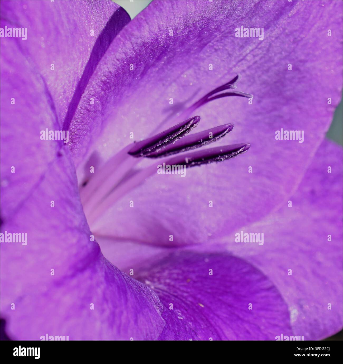 Macro primo piano del pistillo e degli stami all'interno di un fiore di glaciola viola Foto Stock