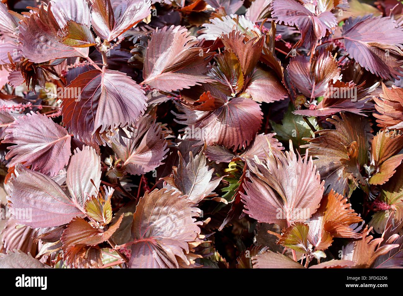 Testura a tutto campo di foglie di acalypha wilkesiana rame color rame marrone rossastro Foto Stock