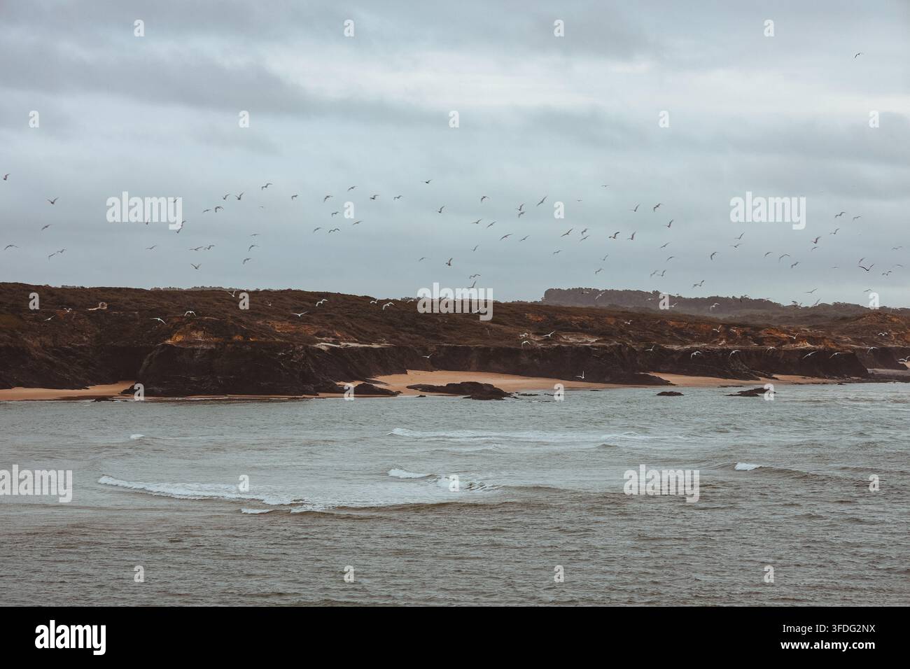 Schiarata di uccelli marini che vola su una spiaggia dall'atmosfera cupa Foto Stock