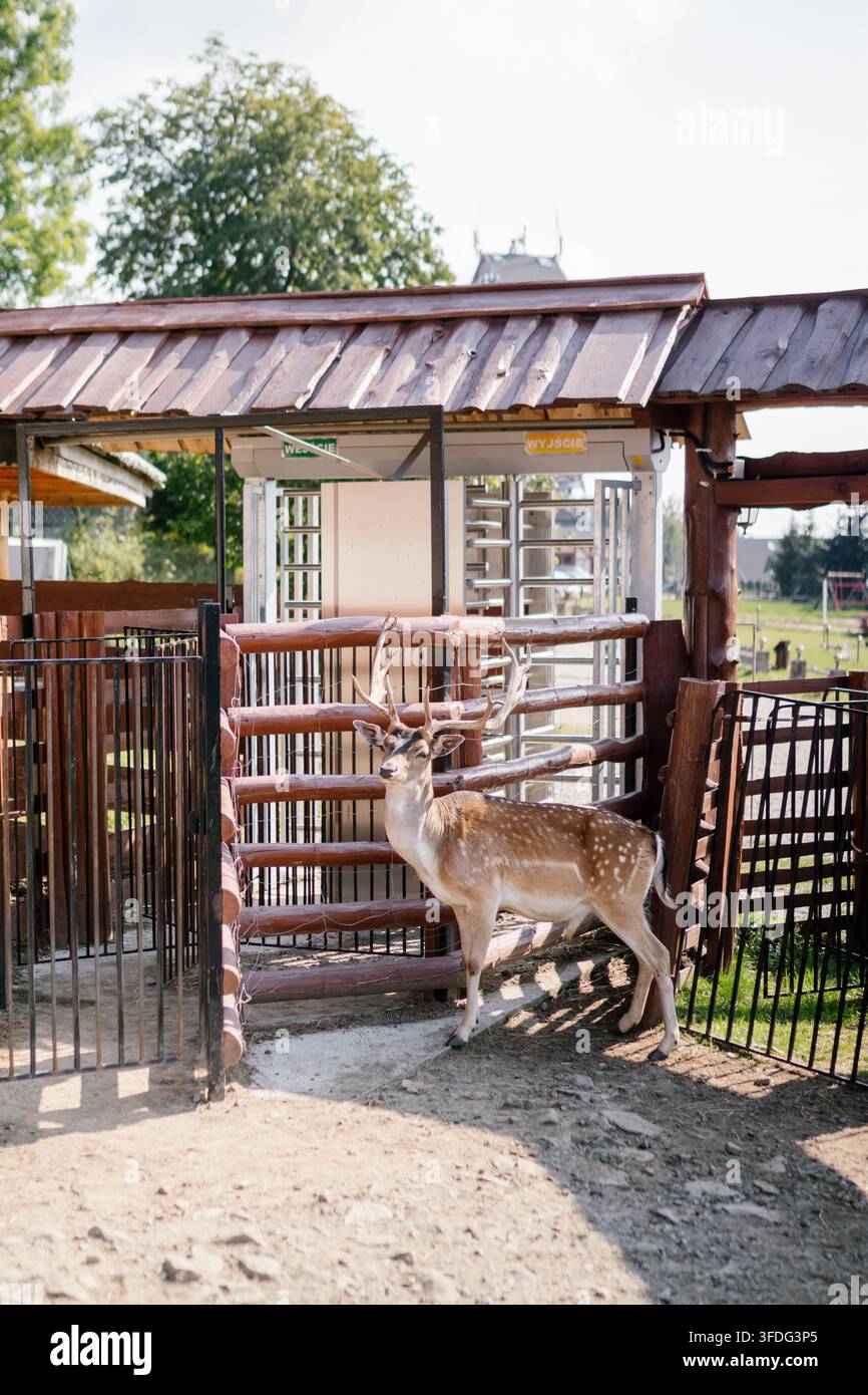 Cervo damigiano si trova vicino a una girandola dello zoo Foto Stock