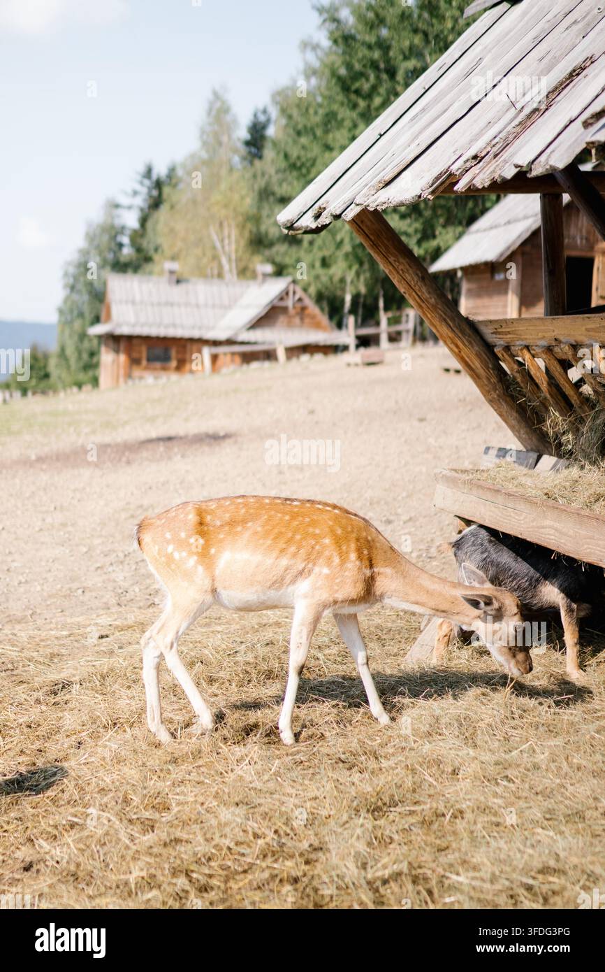 Due cervi che mangiano da una mangiatoia di legno in campagna Foto Stock