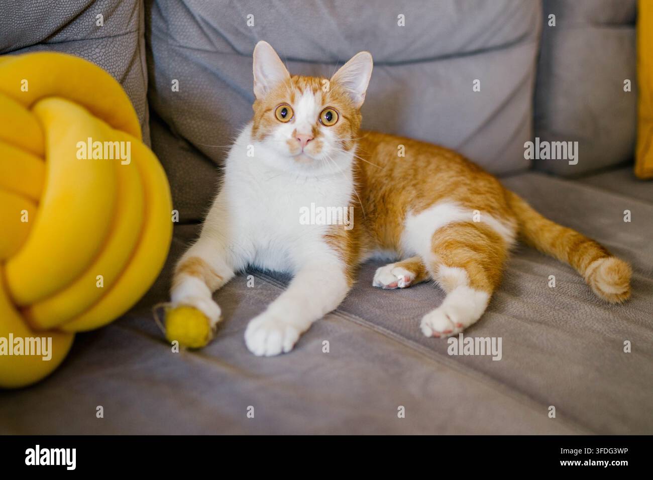 Gatto sorpreso fulvo e bianco su divano grigio Foto Stock