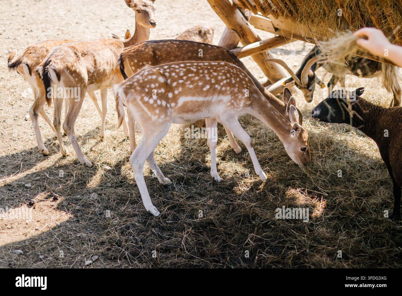 Persona che dà da mangiare fieno a cervi e animali da allevamento Foto Stock