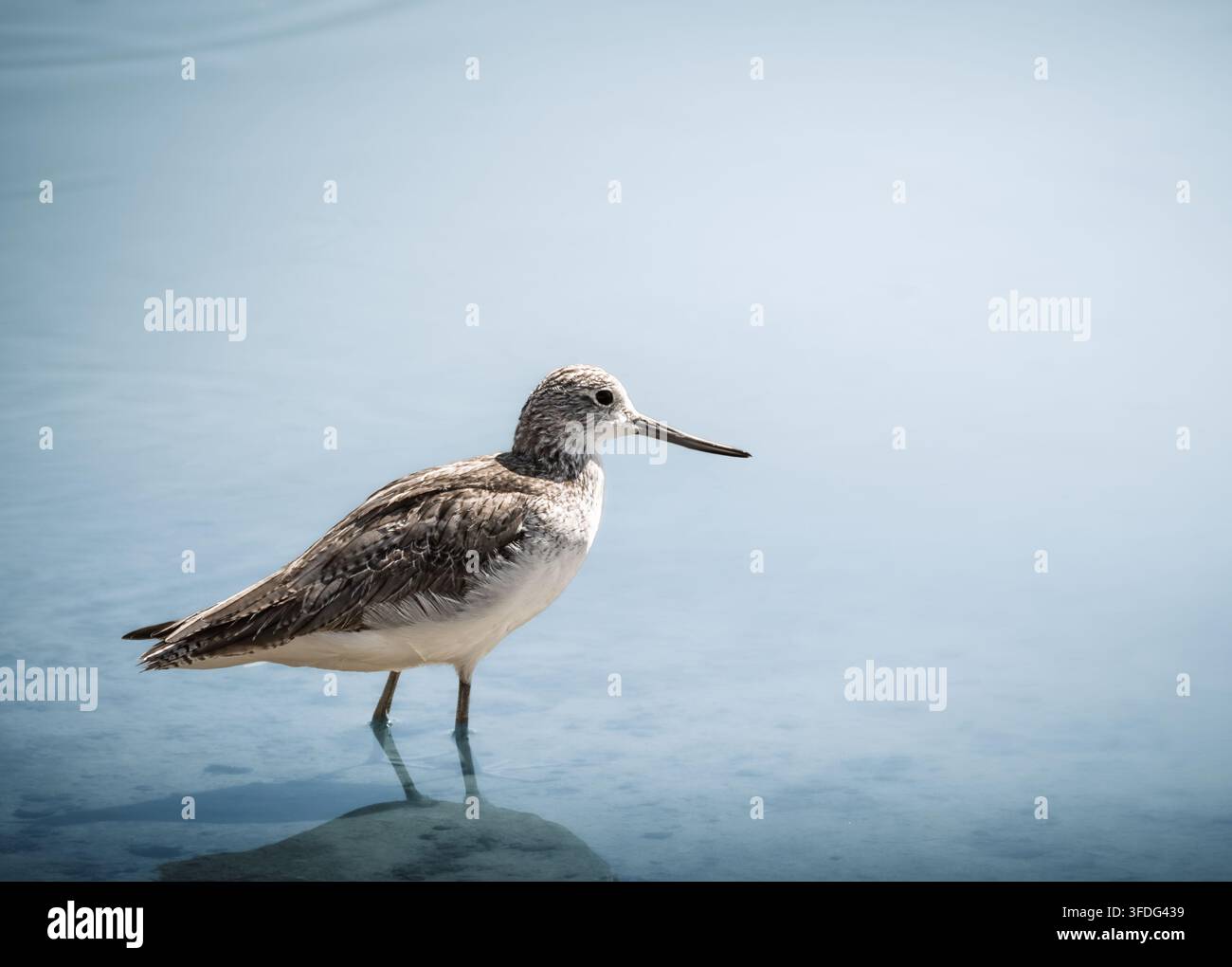 Alzavola comune (Tringa nebularia) che si immerge in acque turchesi tranquille e poco profonde, catturata in profilo laterale con spazio negativo morbido Foto Stock