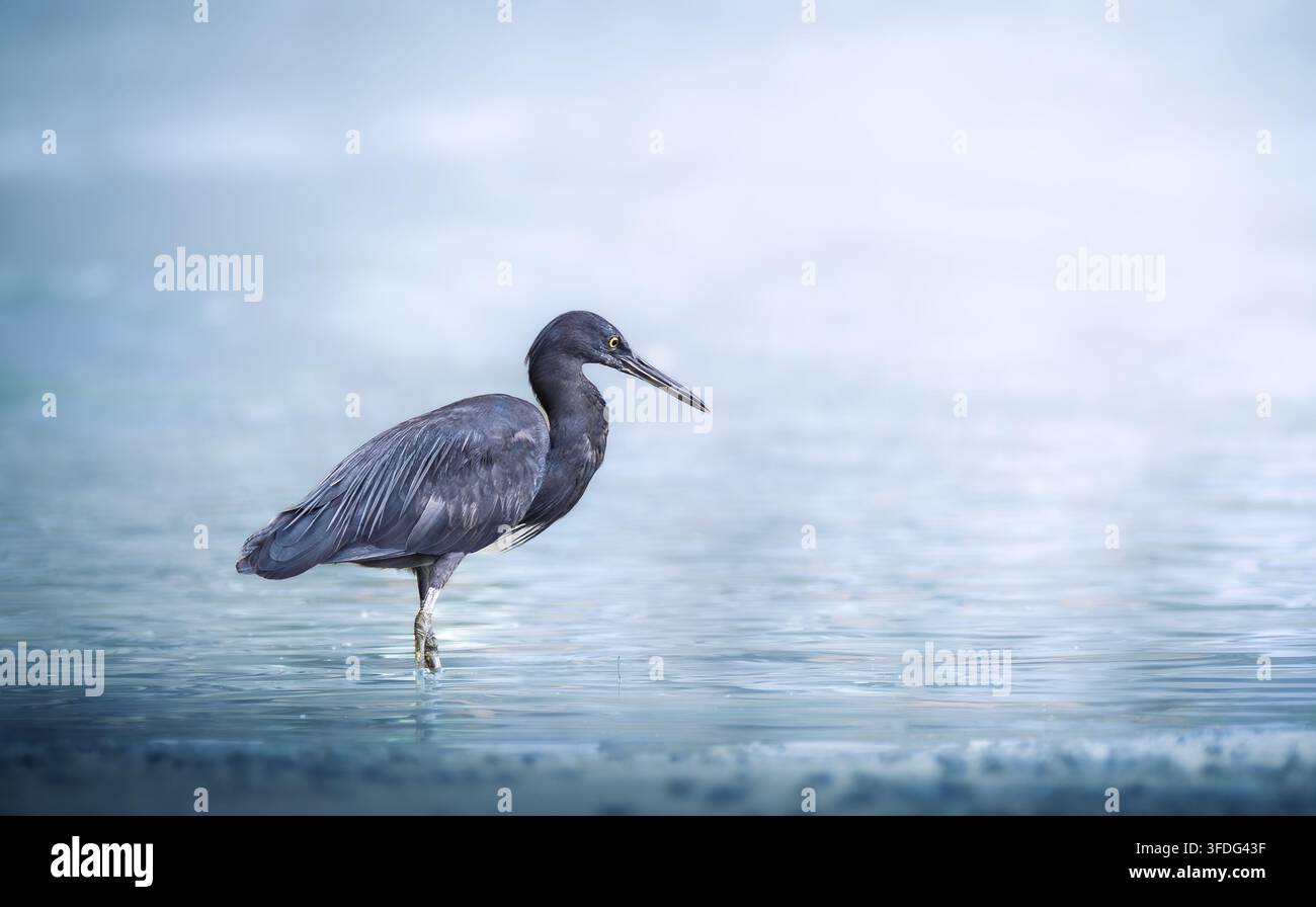Ritratto di un morfo scuro dell'airone sacro del Pacifico (Egretta sacra), airone nero fermo in acque basse tranquille, azzurre e limpide, alla ricerca di pesci Foto Stock