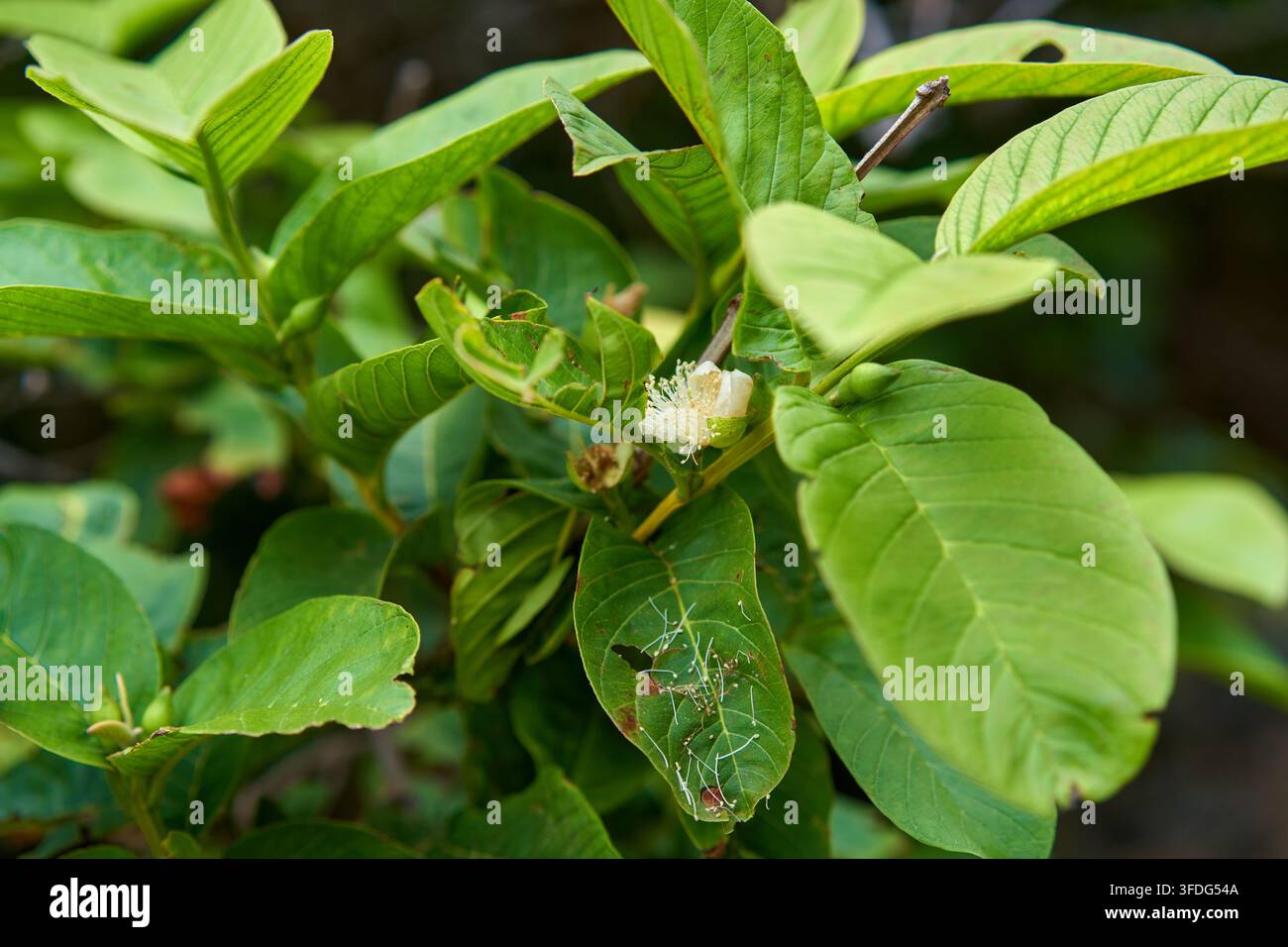 Un fiore di guaiava bianco che si apre tra le foglie di un albero di Psidium guajava a Tenerife Foto Stock