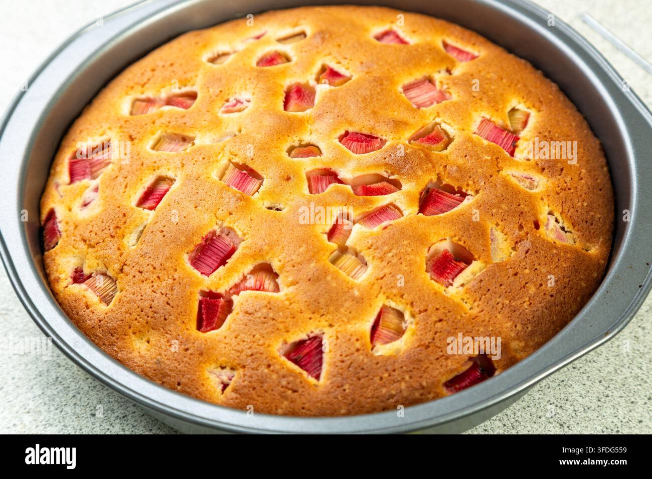 Una torta margherita al rabarbaro appena sfornata in una teglia rotonda, con una crosta dorata punteggiata da pezzi di rabarbaro rosso acerbo Foto Stock