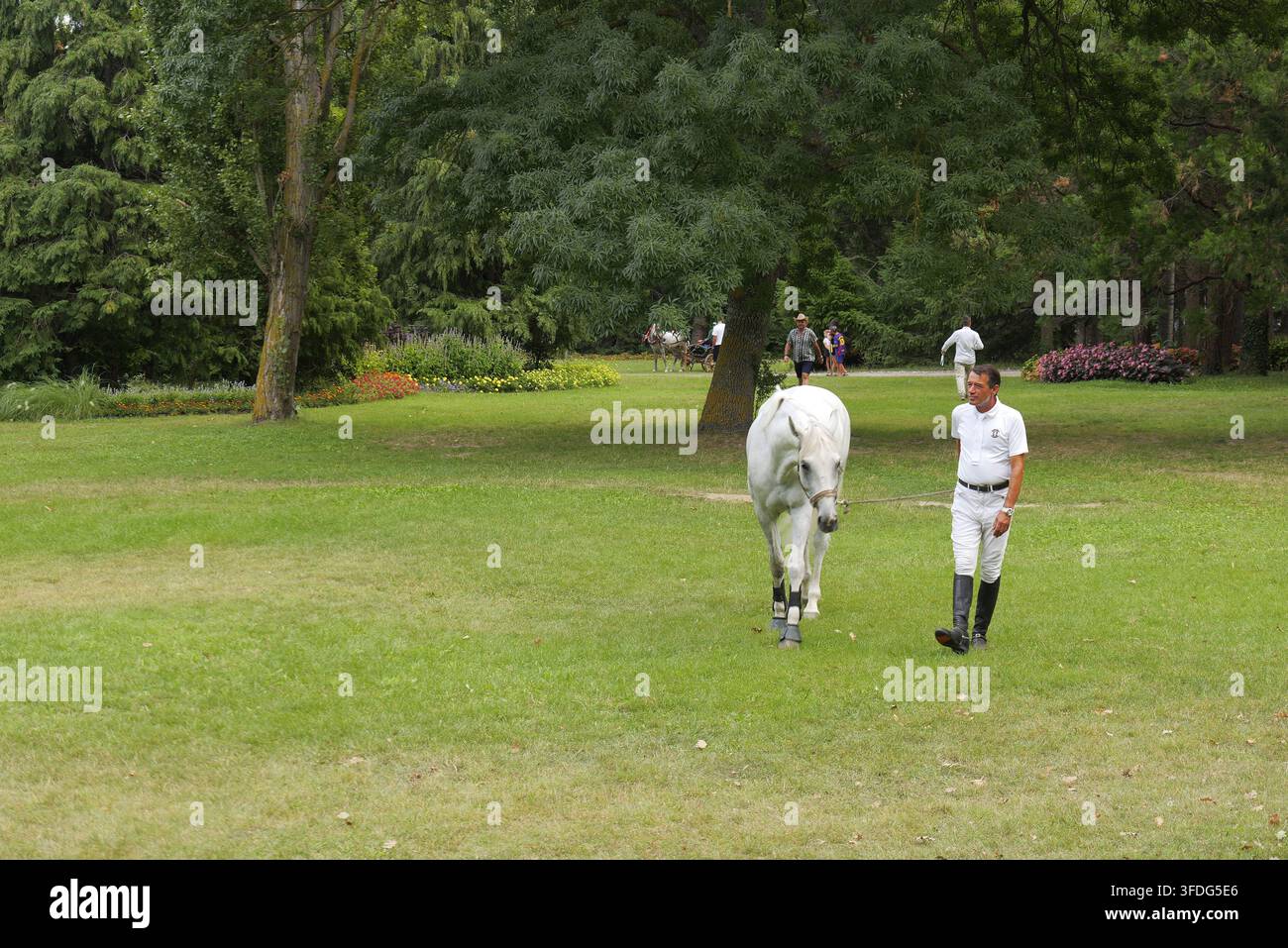 Cavaliere professionista in abbigliamento da equitazione che guida un cavallo lipizzano bianco su un prato verde rigoglioso in un ambiente tranquillo di parco. Bulgaria, Varna, 30 agosto Foto Stock