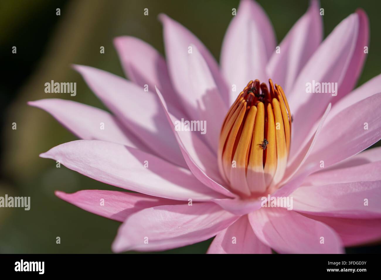 Macro di ninfea rosa vivace. Piccoli insetti su stami arancioni. Lo sfondo sfocato dello stagno mette in risalto i dettagli della natura. Foto Stock