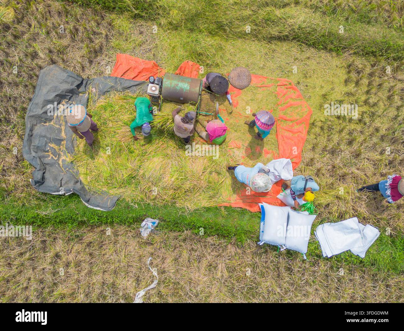 Vista aerea di contadini che raccolgono riso con una trebbiatrice in un campo, indossando cappelli conici tradizionali, con sacchi di grano raccolto in Indonesia Foto Stock