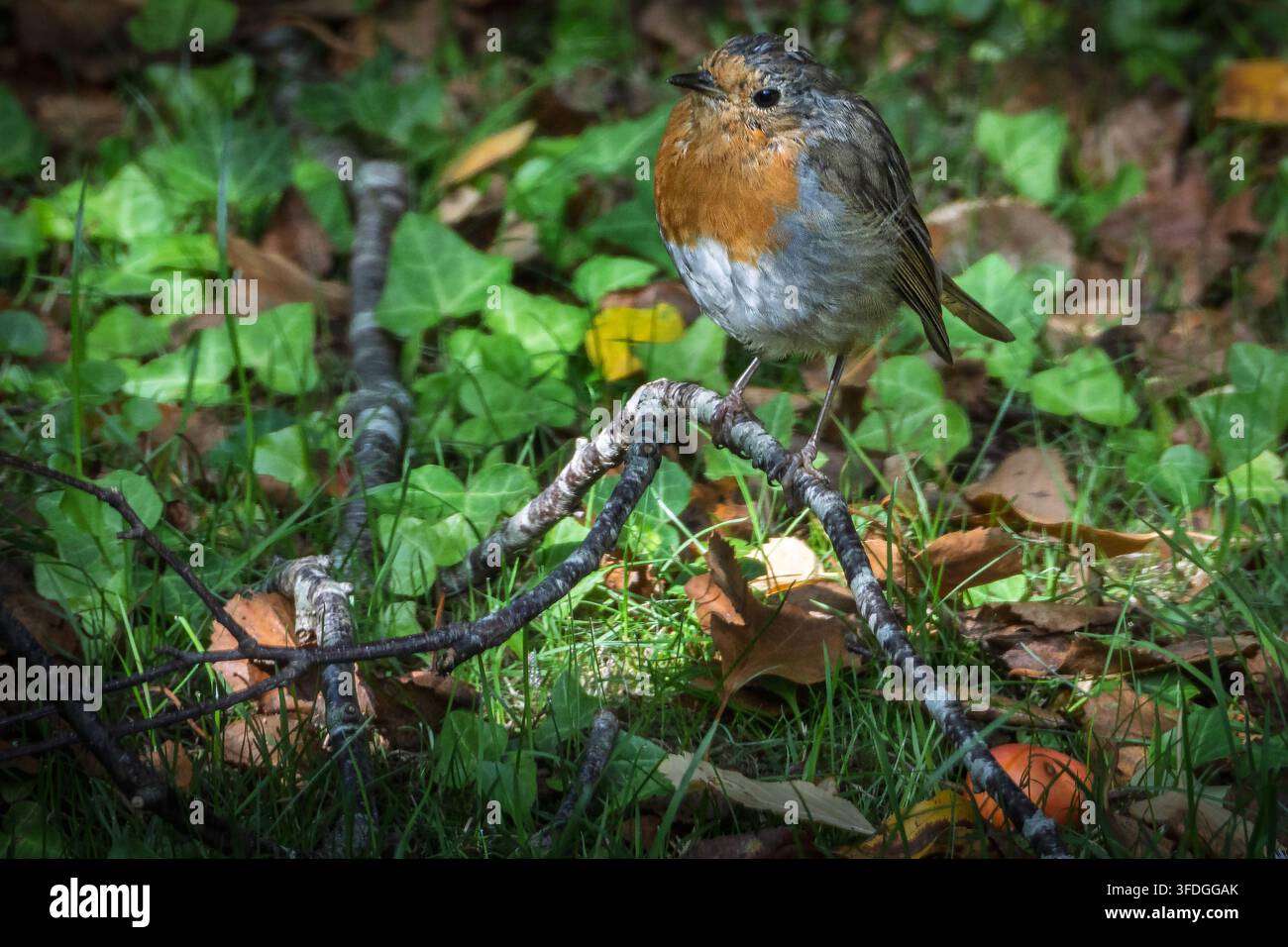 Un pettirosso in un punto ombreggiato del giardino tra le foglie. Foto Stock