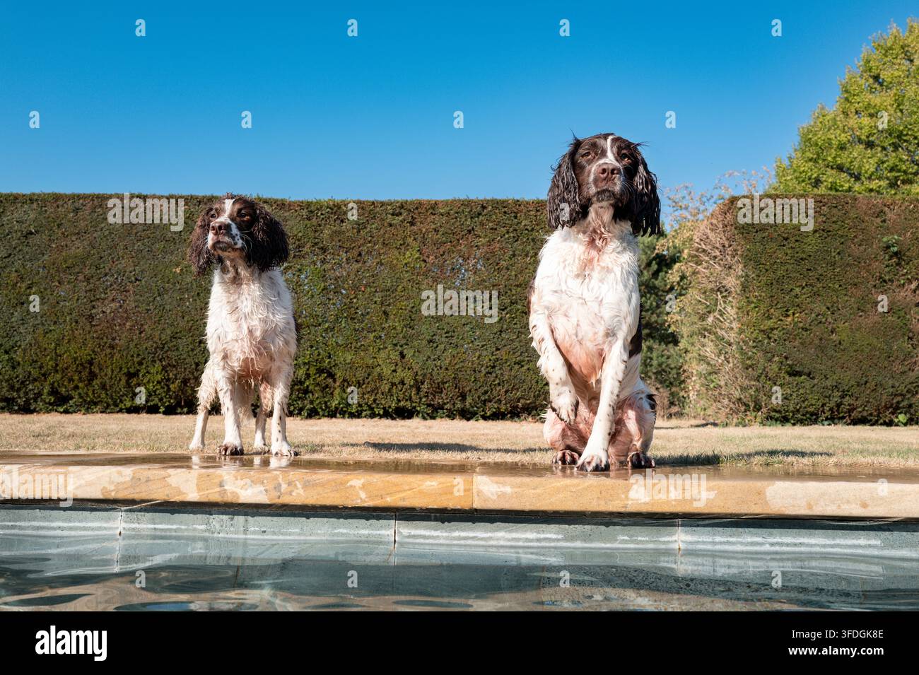 Springer Spaniel che gioca all'aperto Foto Stock