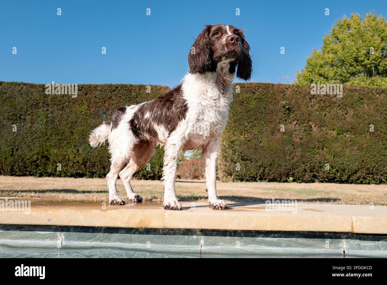 Springer Spaniel che gioca all'aperto Foto Stock