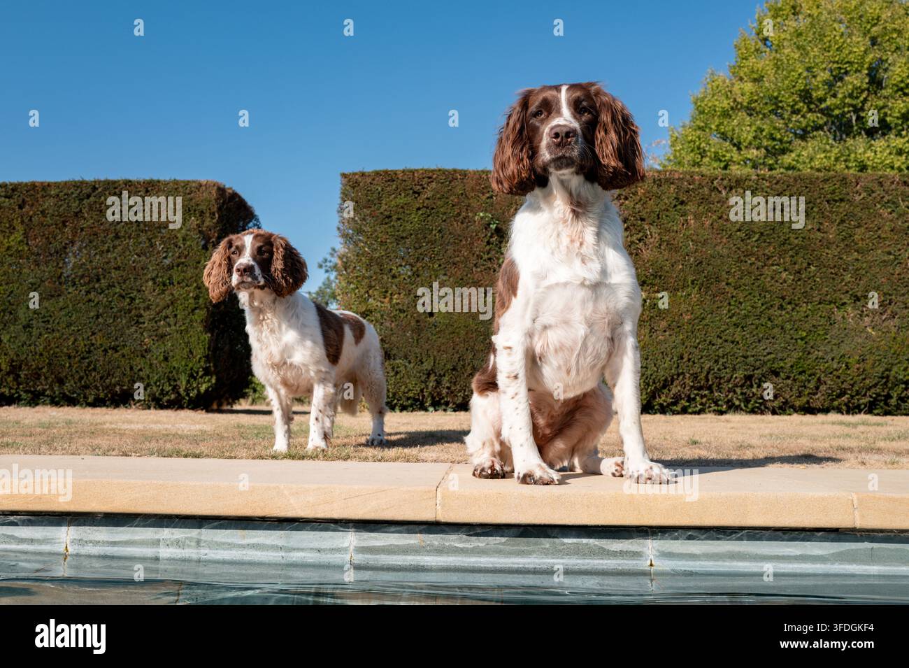 Springer Spaniel che gioca all'aperto Foto Stock