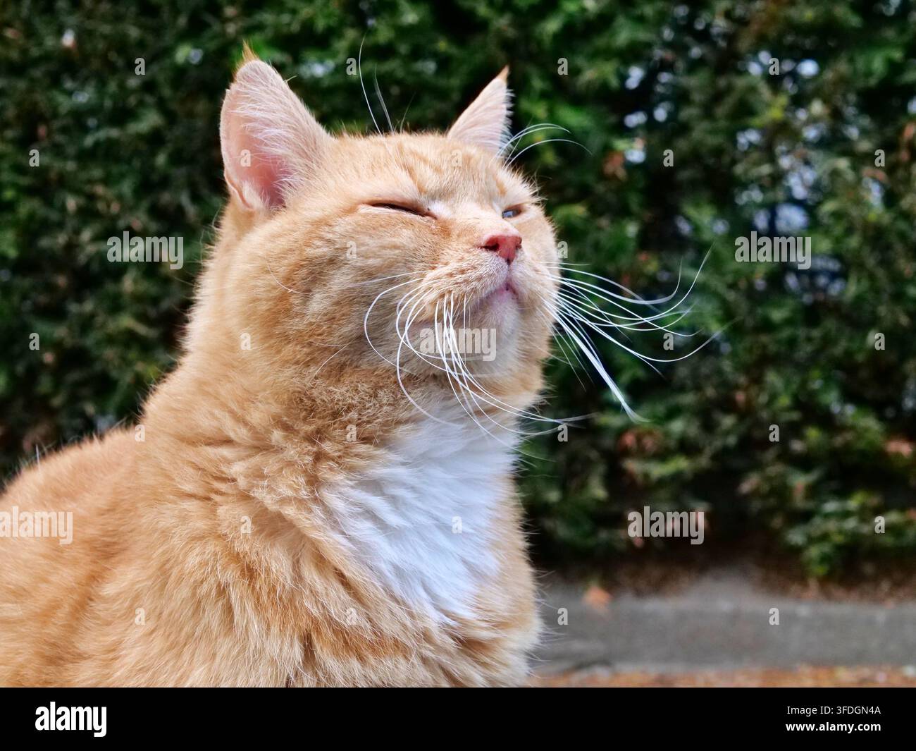 Affascinante primo piano di un gatto tigrato arancione che inclina la testa verso l'alto con gli occhi delicatamente chiusi, godendosi un momento tranquillo al sole. Evidenzia un bianco lungo Foto Stock