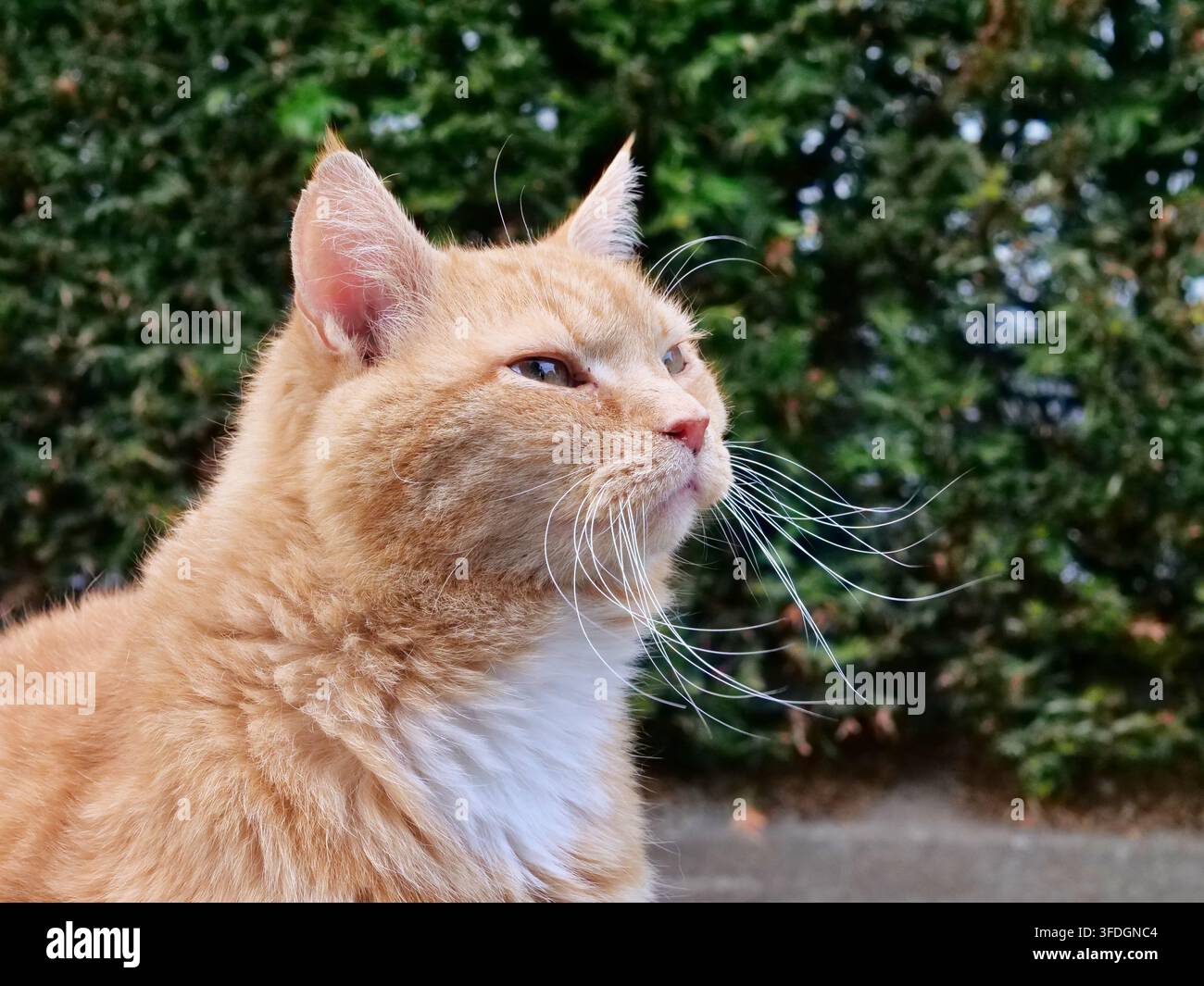 Scatto laterale a bassa angolazione di un gatto tigrato arancione con un petto bianco pulito, che guarda verso l'alto con un'espressione vigile. L'immagine evidenzia un bianco lungo e fluente Foto Stock