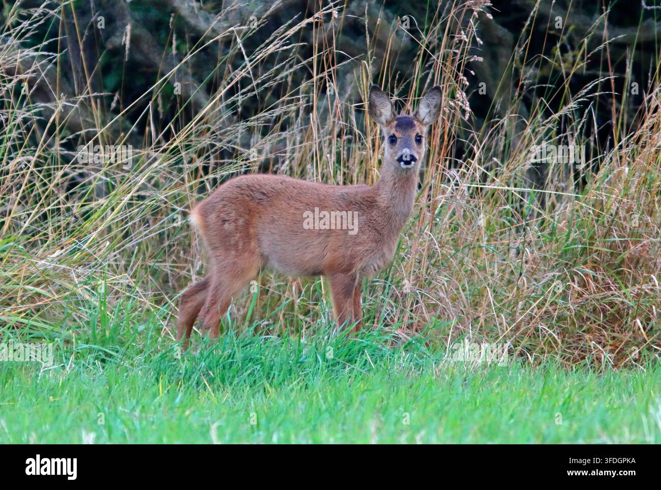 Cucciolo di capriolo, Regno Unito. Foto Stock