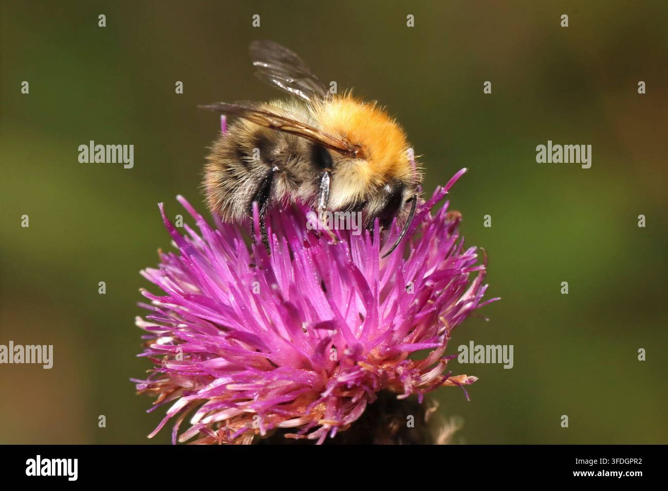 BOMBO CARDIERE COMUNE su una cardo, UK. Foto Stock