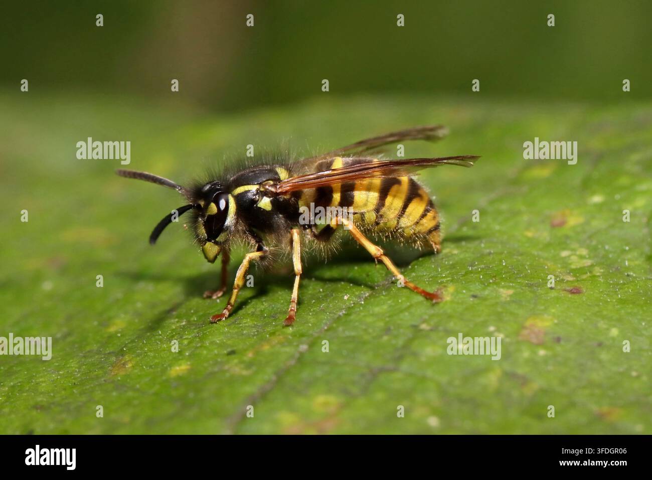VESPA COMUNE (Vespula vulgaris), UK. Foto Stock
