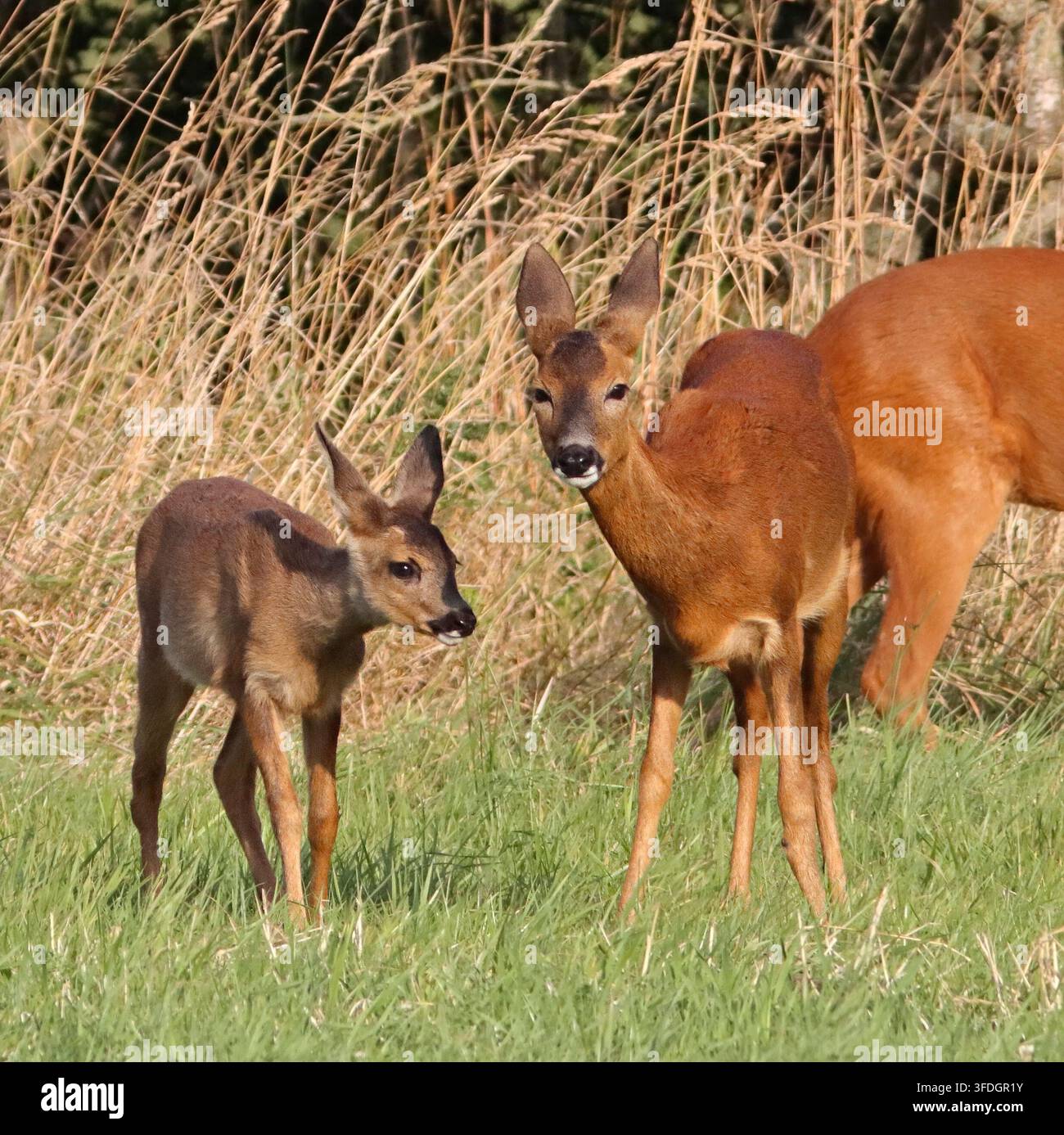 CAPRIOLO (Capreolus capreolus) femmina con cucciolo, Regno Unito. Foto Stock