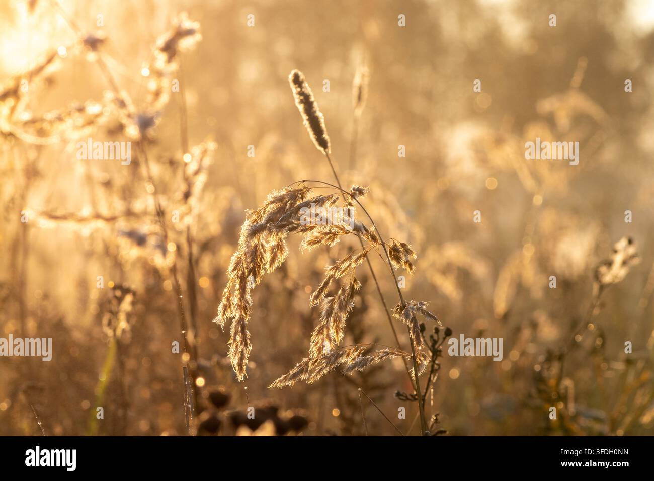 Steli d'erba selvatica illuminati dal sole con rugiada mattutina all'alba, famiglia Poaceae, sfondo di campo di prato. Settembre 2023 Foto Stock