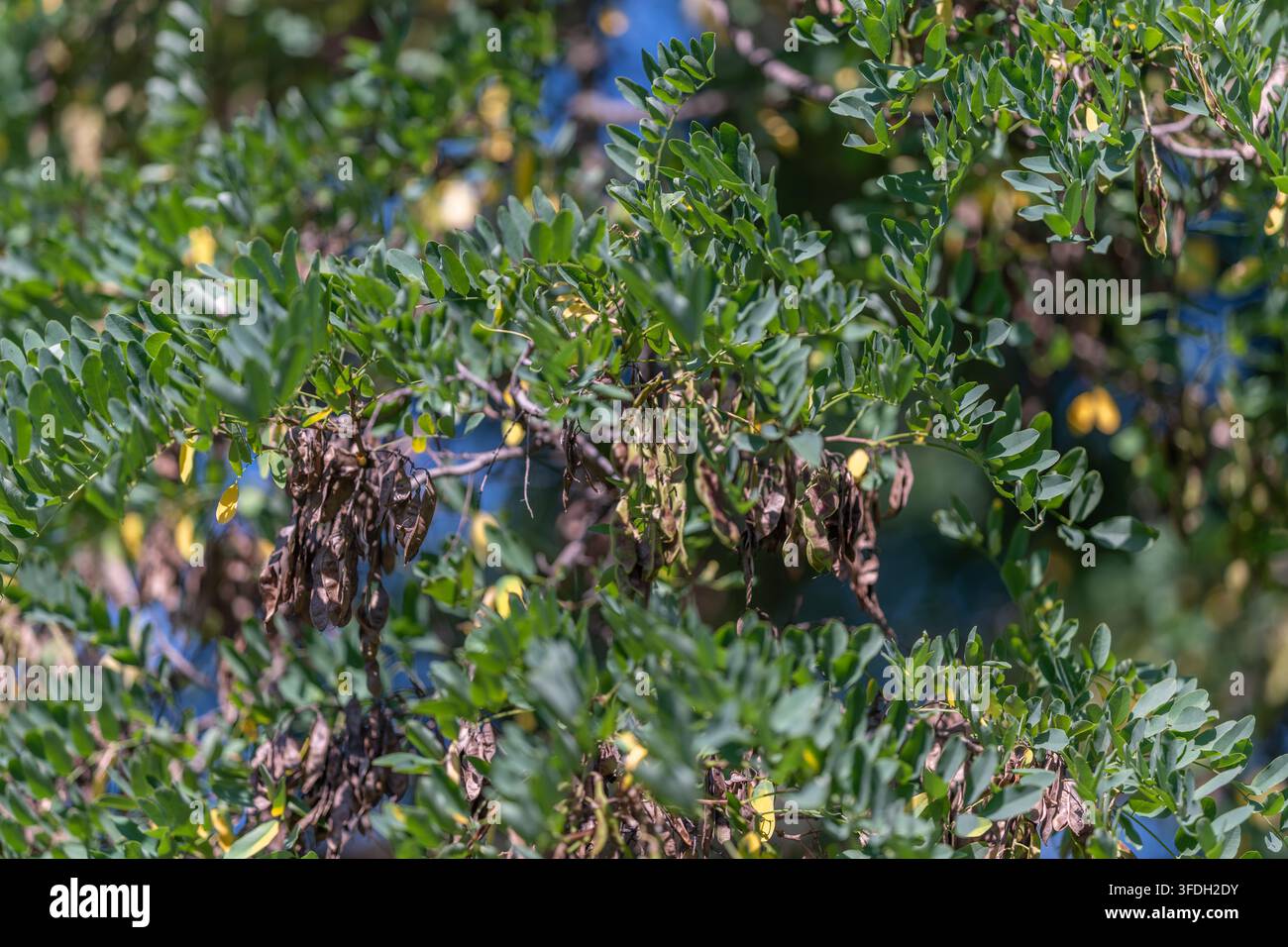 Lussureggianti alberi di acacia neri si ergono alti in un boschetto sereno, il loro fogliame verde illuminato dalla calda luce estiva mentre delicate capsule di semi penzolano con grazia Foto Stock