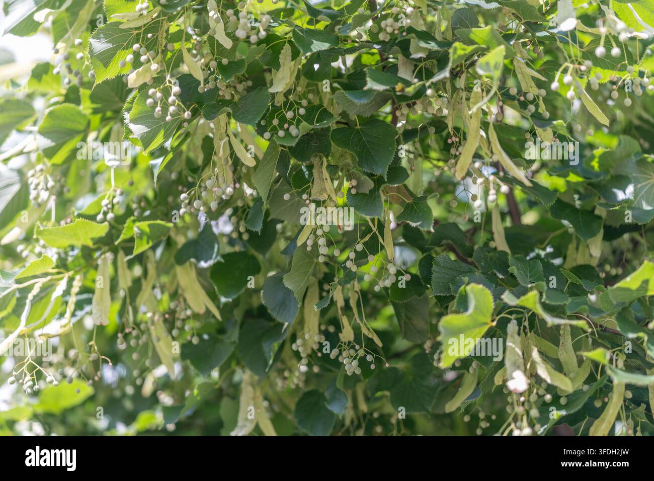 In un ambiente sereno, i rami dell'albero di linden sono adornati da delicate fioriture. Il sole filtra attraverso le fronde verdi rigogliose evocando un'atmosfera tranquilla e inv Foto Stock