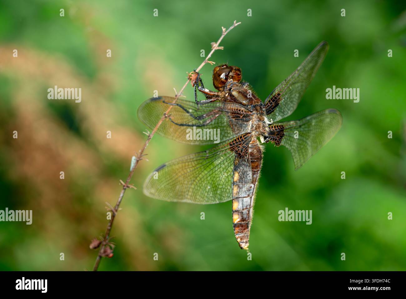 Libellula appollaiata su un ramo sottile nell'habitat naturale verde, fotografia macro dettagliata della fauna selvatica Foto Stock