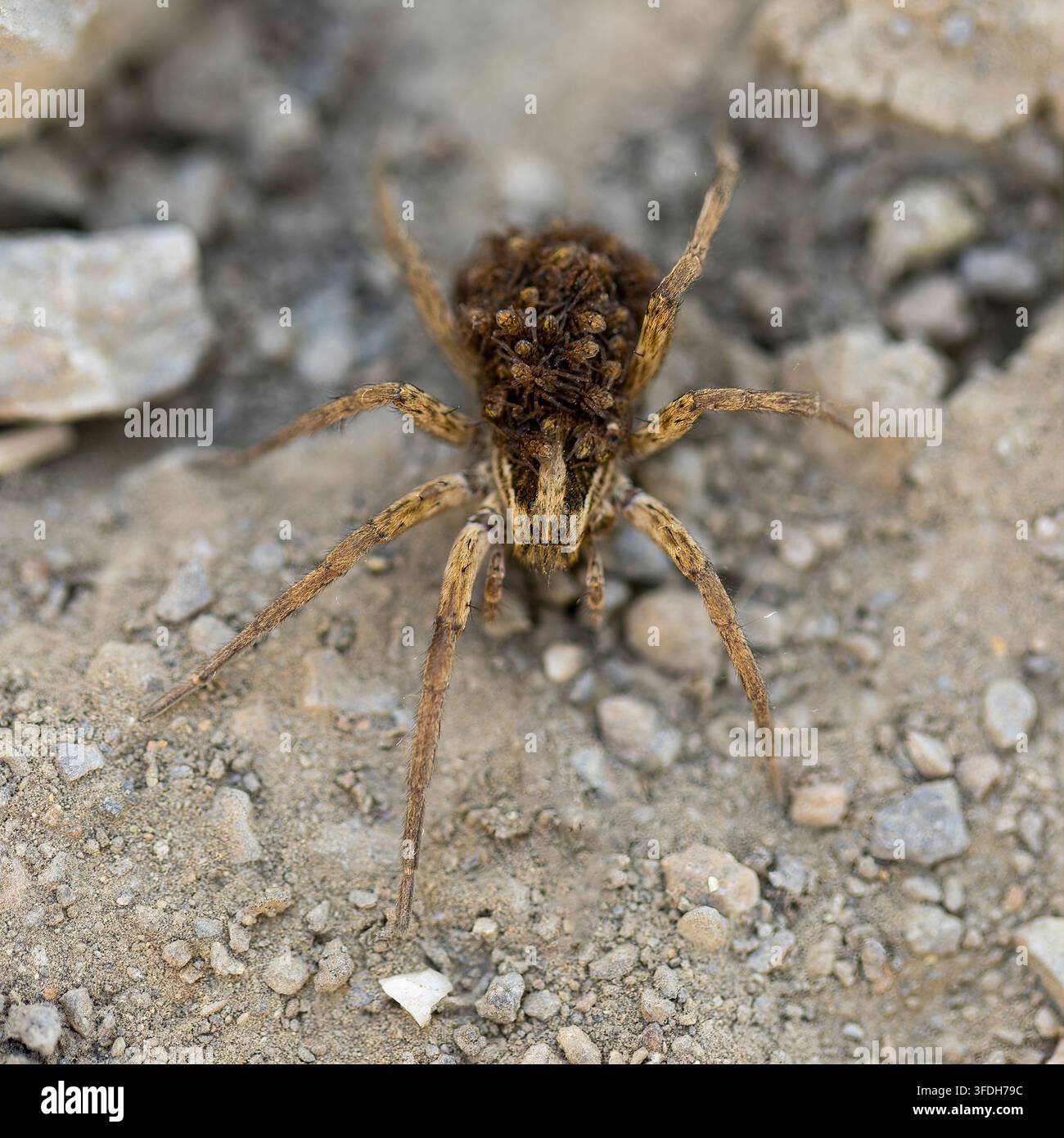 Una madre ragnola che porta i piccoli sulla schiena. Sunol Regional Preserve, California. Foto Stock