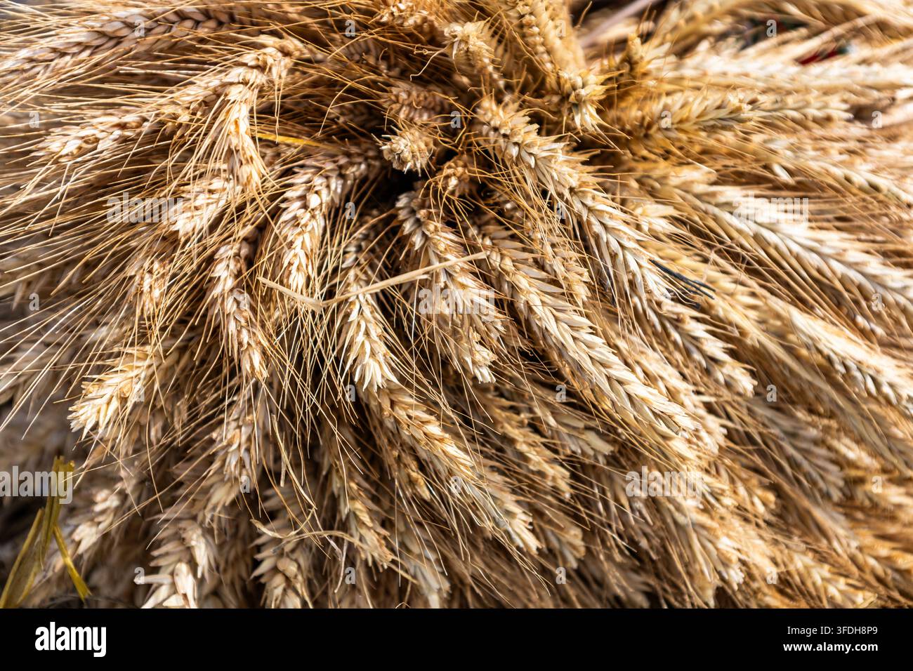 Prospettiva in primo piano di spighe dorate di grano ammassate strettamente, che mostrano dettagli naturali perfetti per concetti di panetteria e raccolto. Foto Stock