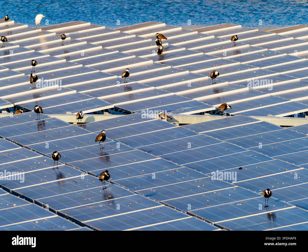 Vista di un grande impianto di pannelli solari galleggianti installato su un bacino ittico per acquacoltura con uno stormo di uccelli siksak che si riscalda sui pannelli Foto Stock