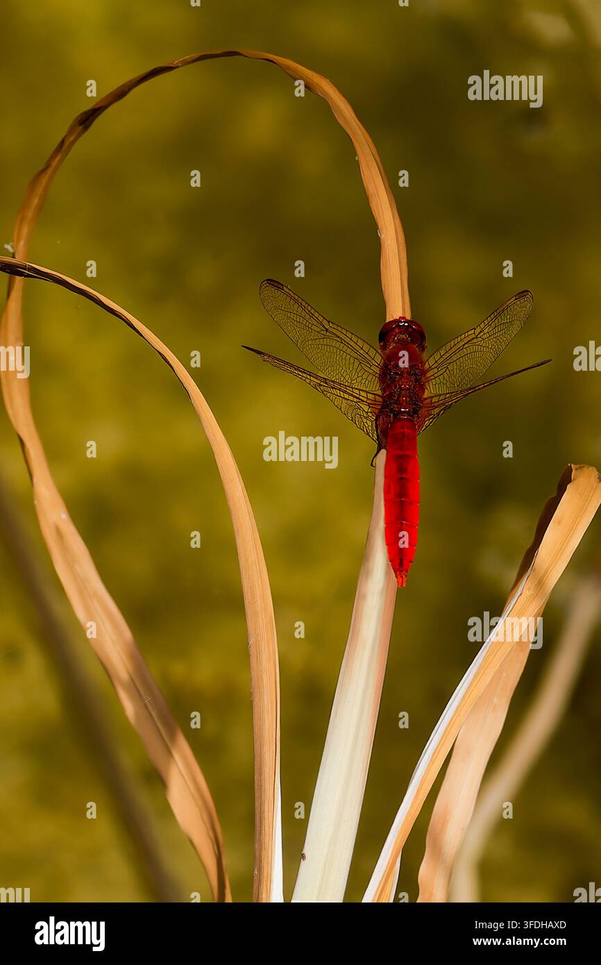 Libellula scarlatta appollaiata su una foglia secca curva, primo piano Foto Stock