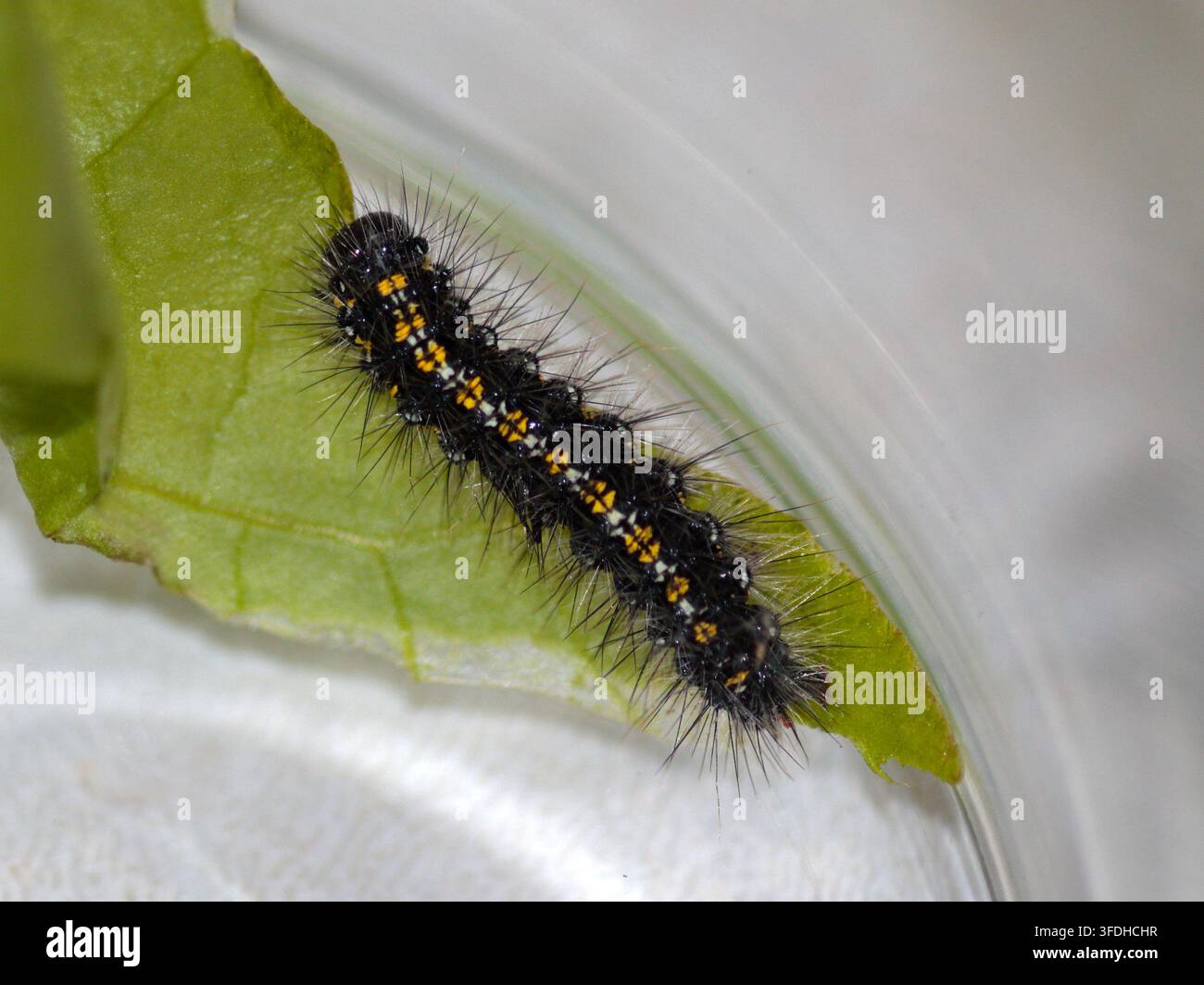 Catturino del tiglio scarlatto (Callimorpha dominula) Foto Stock