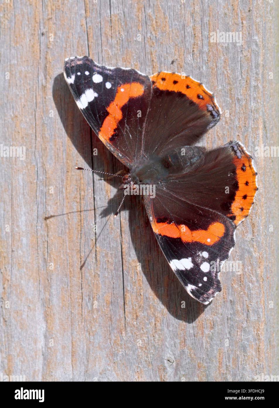 Farfalla dell'Ammiraglio Rosso (vanessa atalanta) Foto Stock