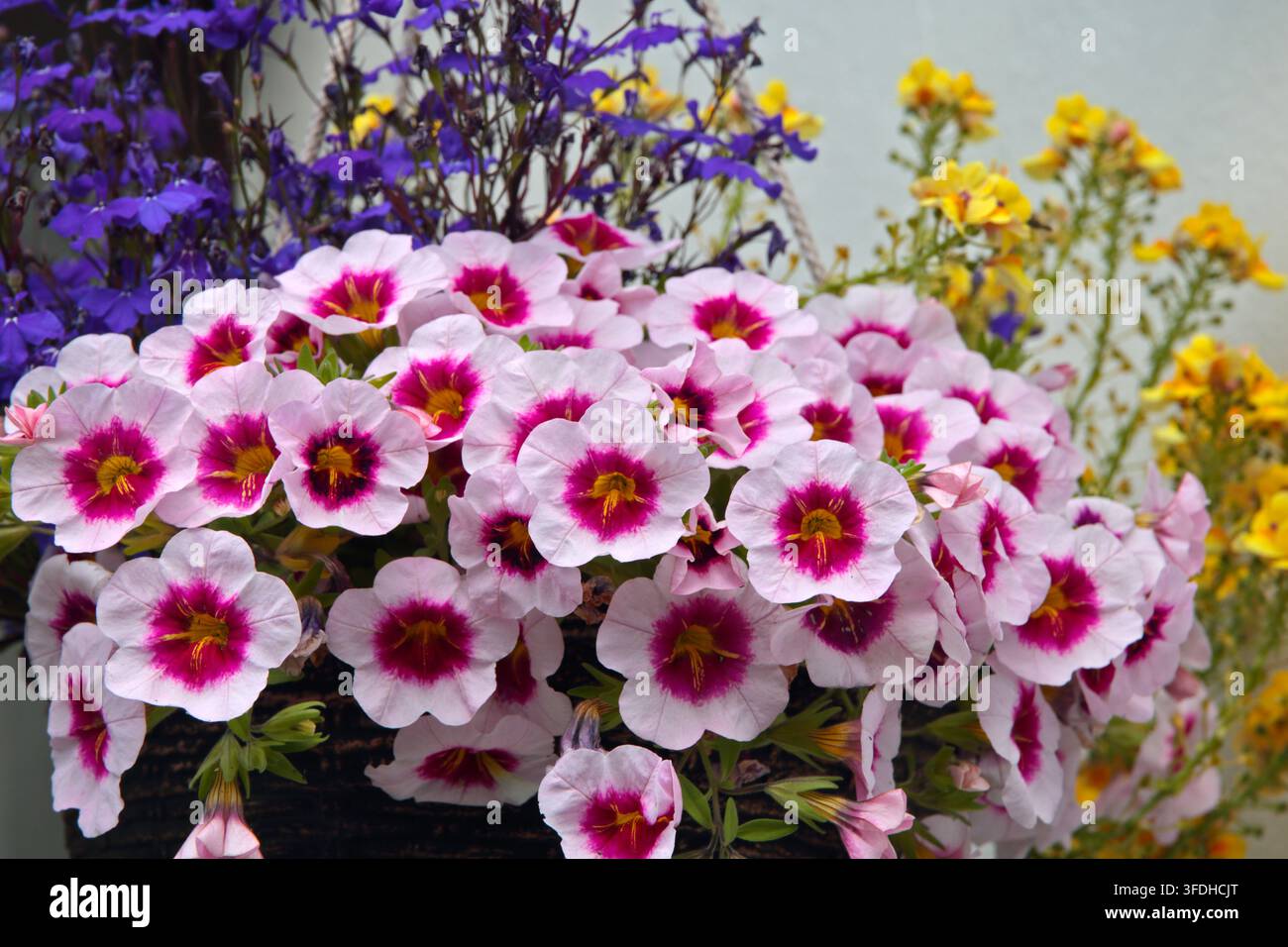 Calibrachoa in cesto sospeso Foto Stock