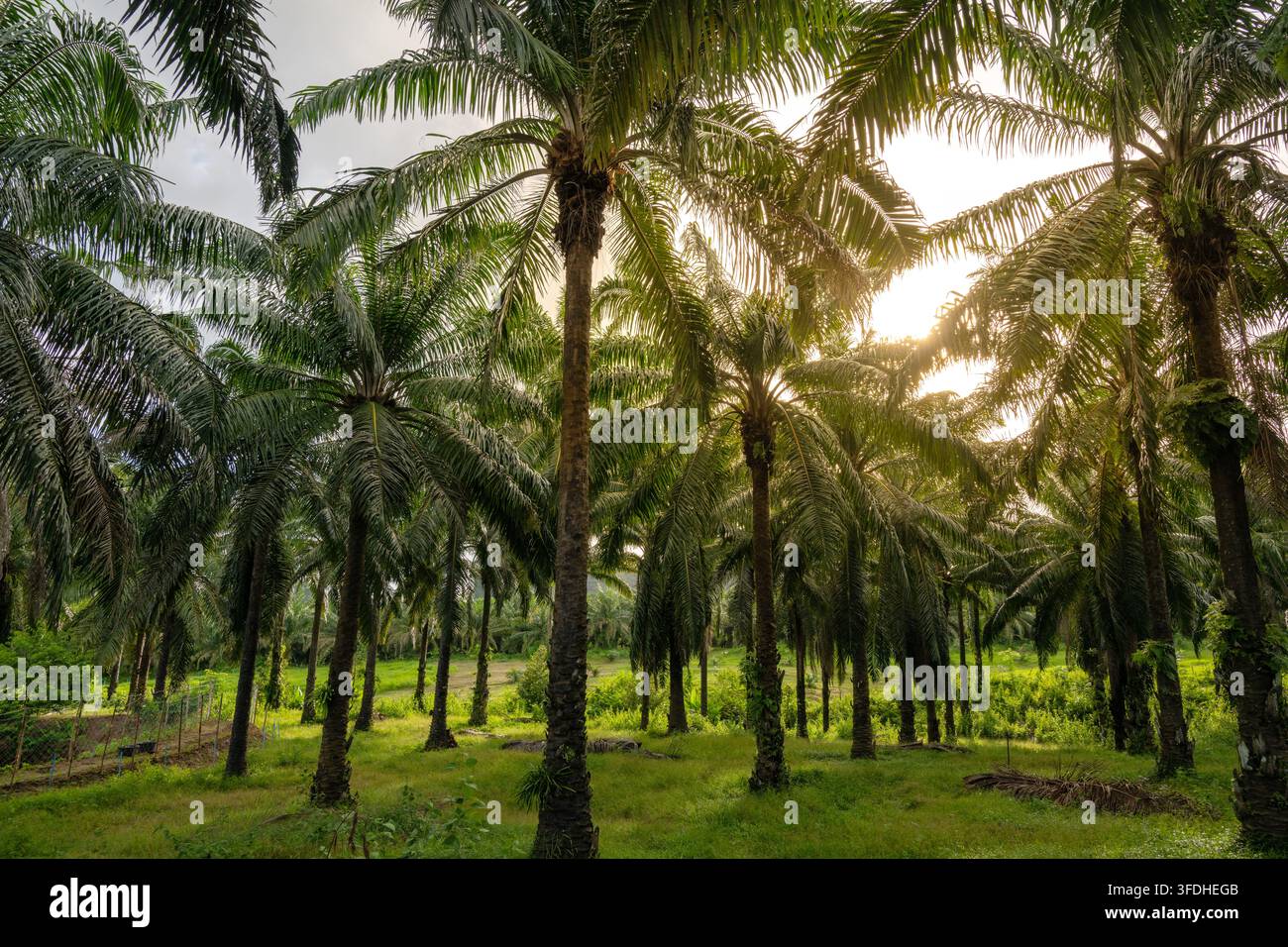 Pianta di palma da olio con alberi alti e luce del sole che filtra attraverso le foglie, catturando un paesaggio agricolo tropicale. Foto Stock