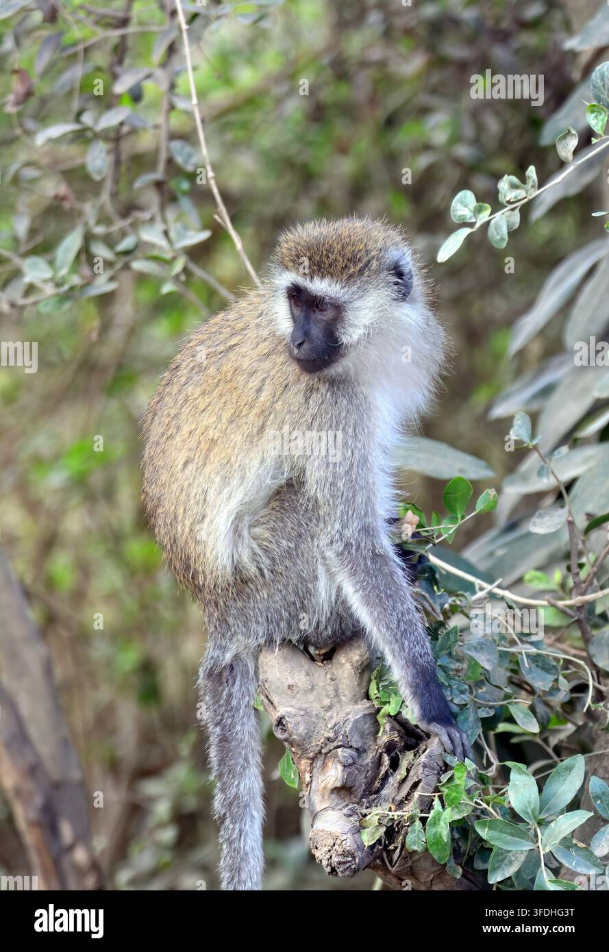 Parco Nazionale del Lago Nakuru, Kenya, Africa Foto Stock
