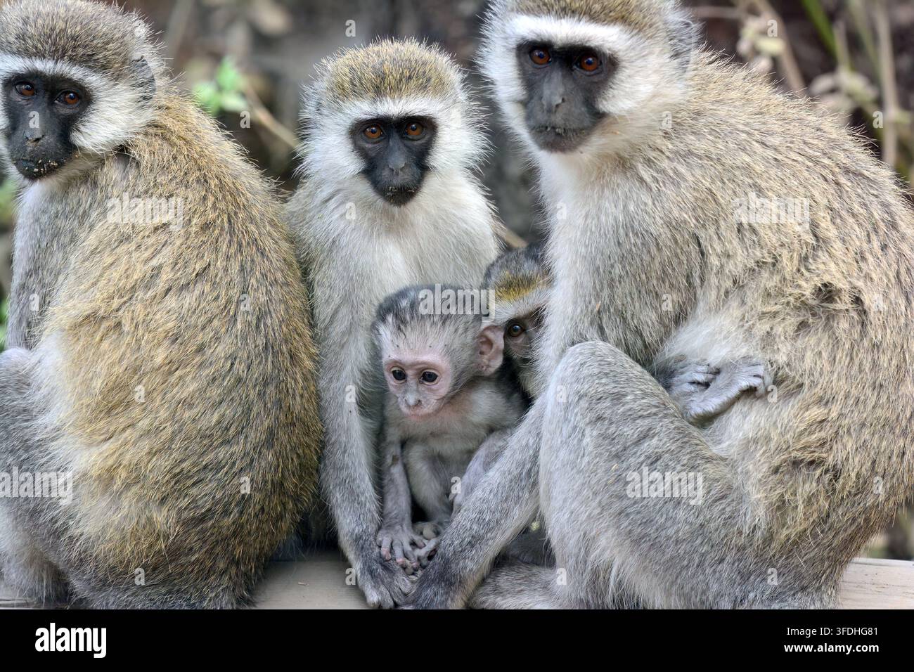 Parco Nazionale del Lago Nakuru, Kenya, Africa Foto Stock