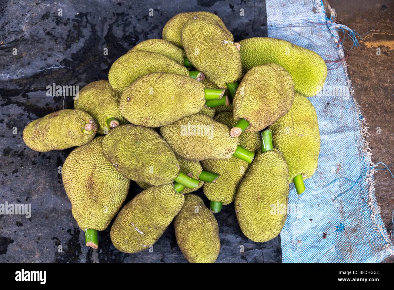 Una vivace esposizione di jackfruit appena raccolti, che mostrano la loro texture unica e il verde brillante, pronti per la vendita Foto Stock