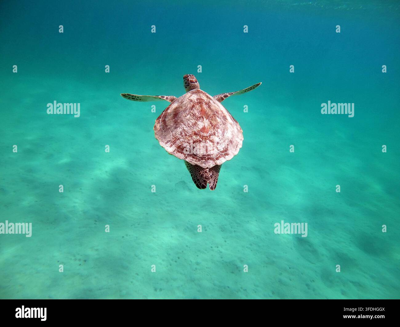Tartaruga verde (Chelonia mydas), rettile marino che nuota sott'acqua su un fondo sabbioso nelle acque poco profonde di Marsa Alam, Mar Rosso, Egitto. Animali selvatici, wi Foto Stock