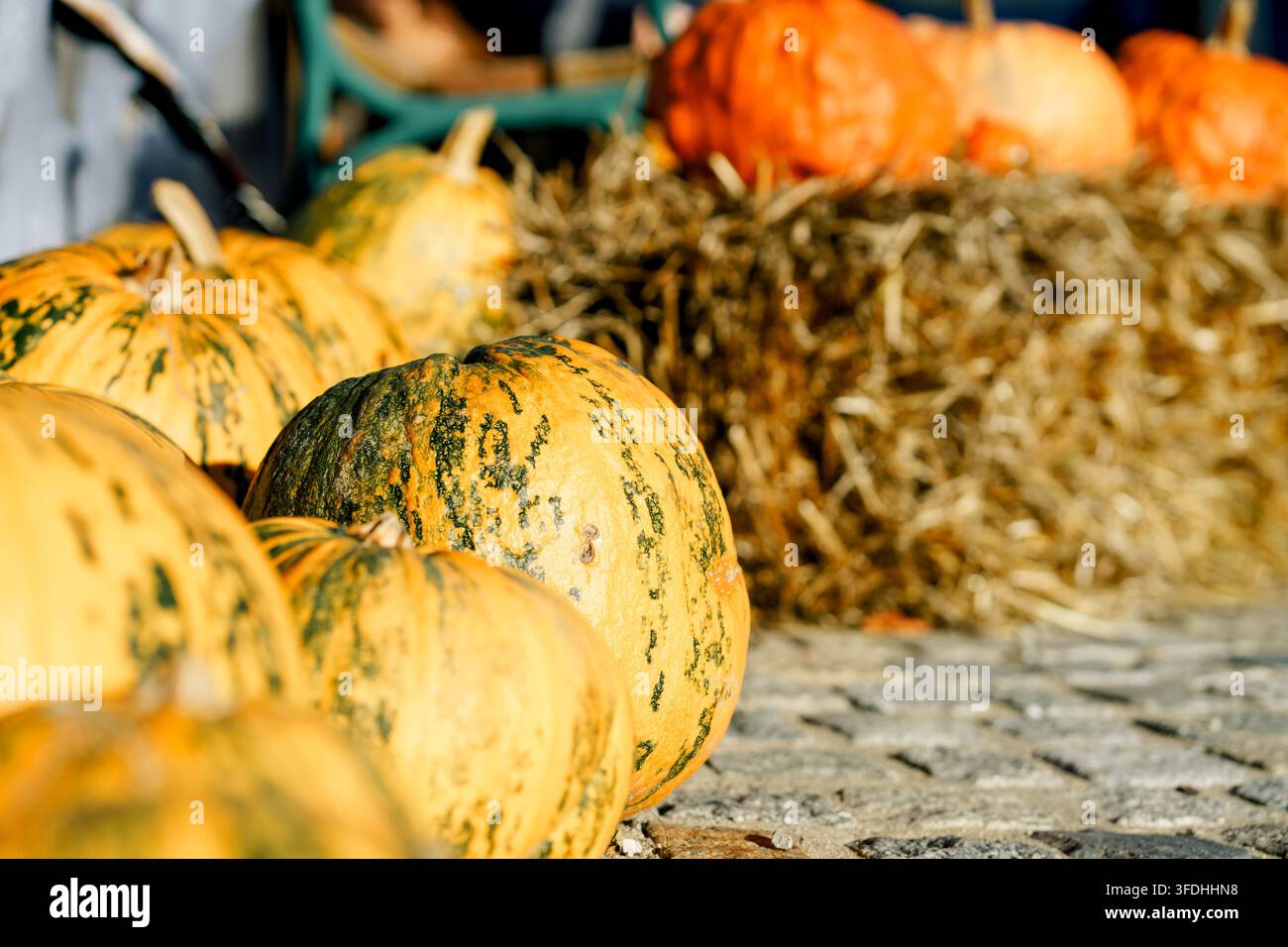 Zucca pepo variegate riposano sulla paglia durante la stagione del raccolto autunnale. La scena rappresenta abbondanza, tradizione e celebrazione stagionale Foto Stock