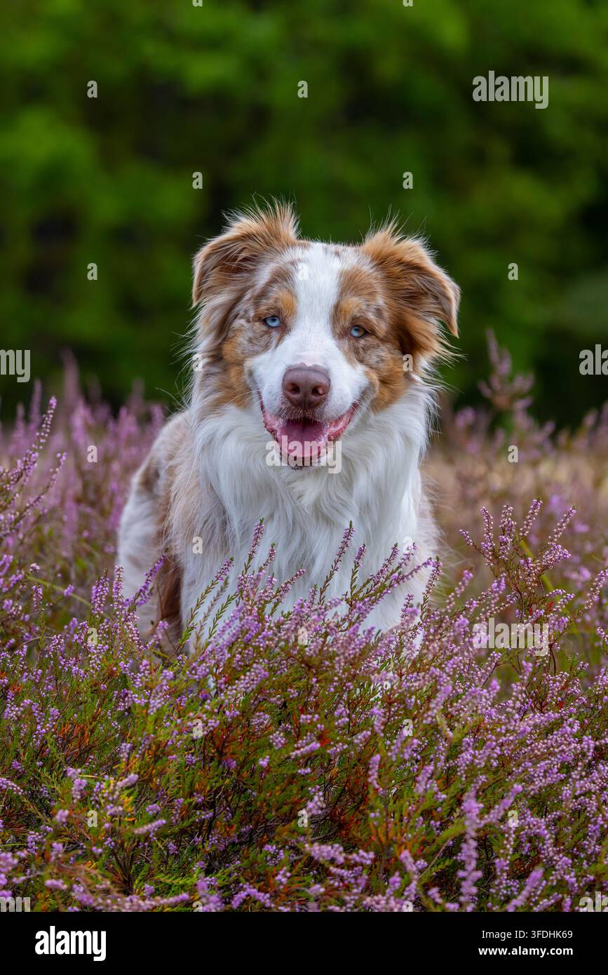 Pastore australiano / Aussie, razza americana di cane da pastore / pecora dagli Stati Uniti nella brughiera fiorita Foto Stock