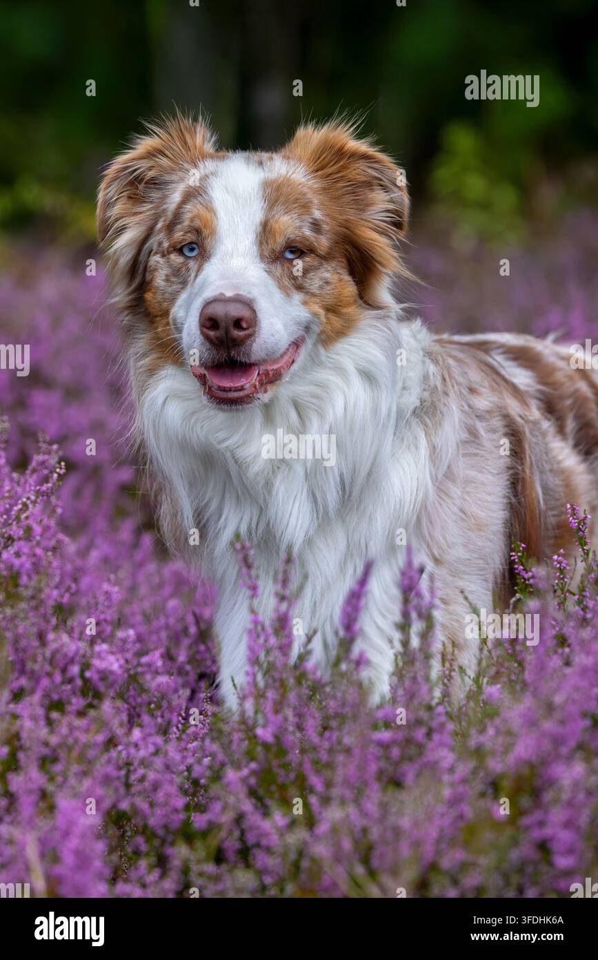 Pastore australiano / Aussie, razza americana di cane da pastore / pecora dagli Stati Uniti nella brughiera fiorita Foto Stock