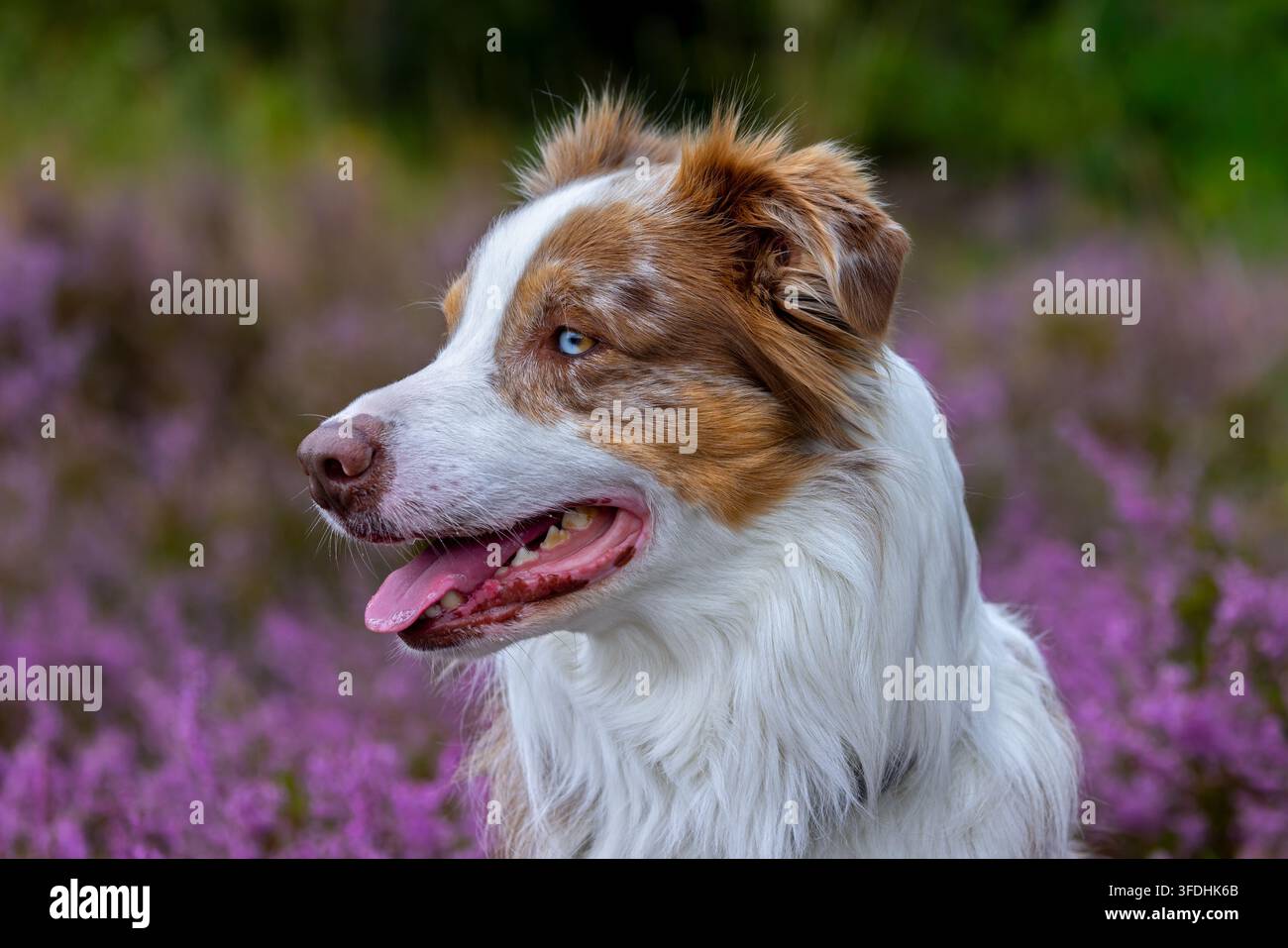 Australian Shepherd / Aussie ritratto in primo piano, razza americana di cane da pastore / pastore americano dagli Stati Uniti in una brughiera in fiore Foto Stock