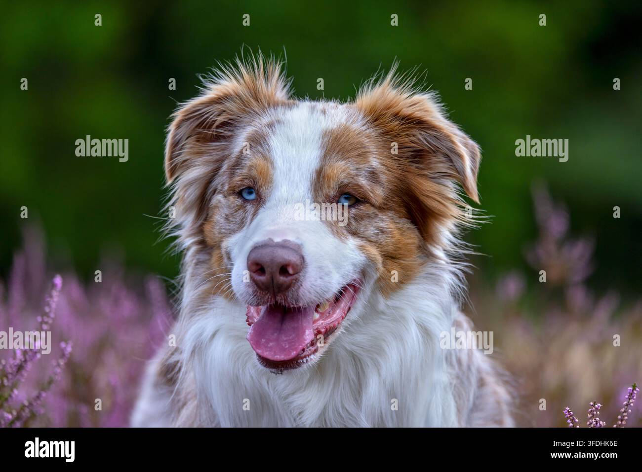 Australian Shepherd / Aussie ritratto in primo piano, razza americana di cane da pastore / pastore americano dagli Stati Uniti in una brughiera in fiore Foto Stock