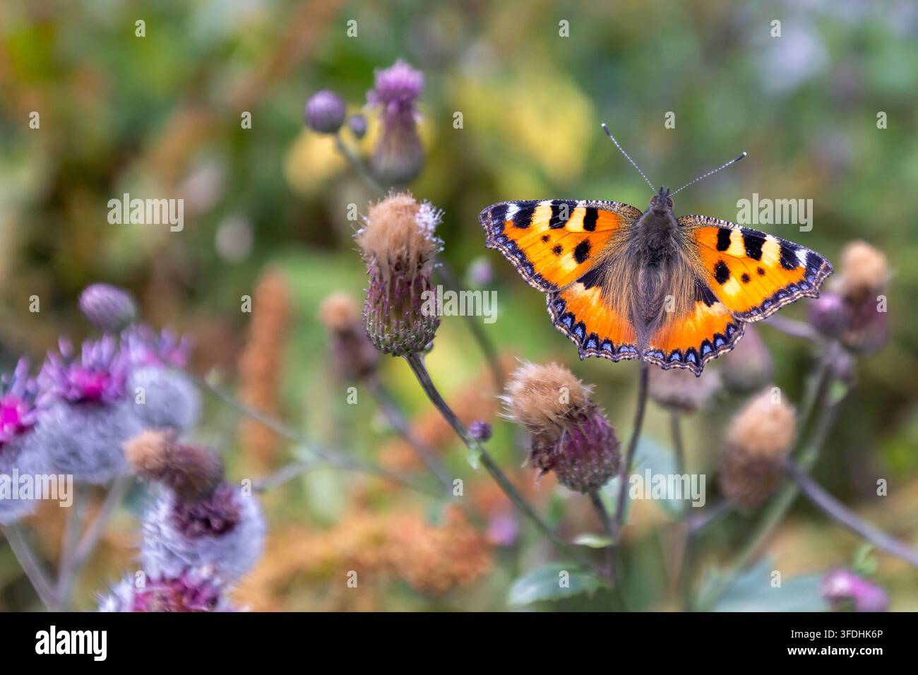 Piccola farfalla dal mantello tartarugato (Aglais urticae / Papilio urticae) impollina fiori selvatici mentre si nutre di nettare del cardo strisciante in estate Foto Stock