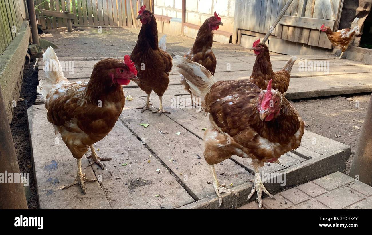 Galline marroni a libero raggio in un rustico pollaio nel cortile Foto Stock